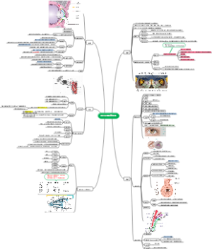 眼眶及其眼附属器
