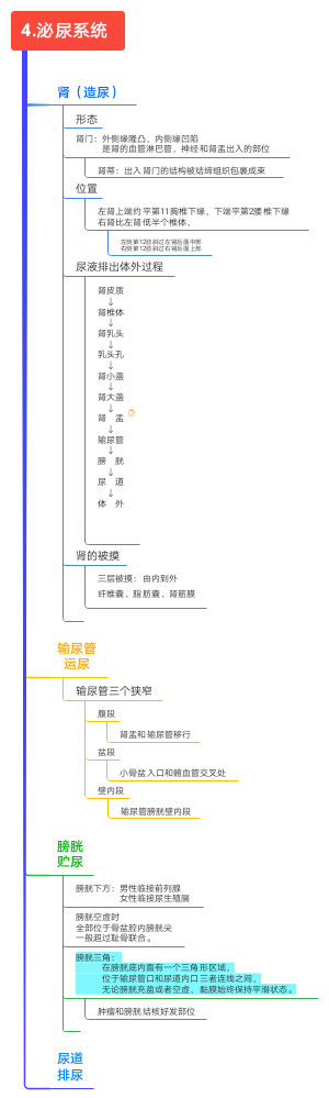 泌尿系统﻿