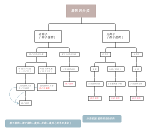 植物的分类
