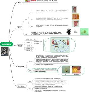 阔节裂头绦虫