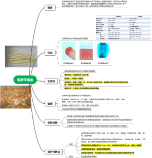 亚洲带绦虫