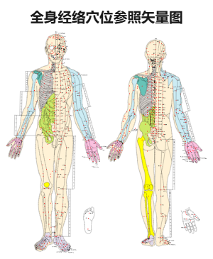全身经络穴位图