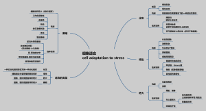 细胞适应cell adaptation to stress