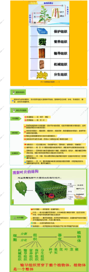 六上生物知识梳理——5植物的结构层次
