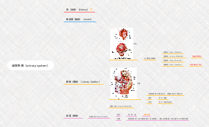 泌尿系统（urinary system）