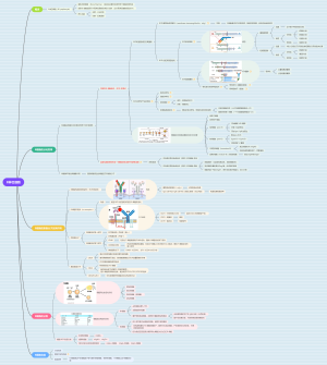 医学免疫学—B淋巴细胞思维导图