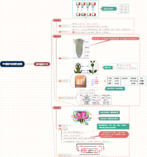 初中生物六年级下册被子植物的一生