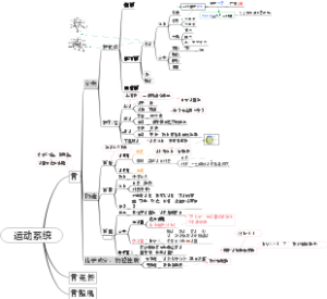 运动系统