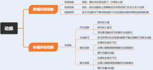 动脉