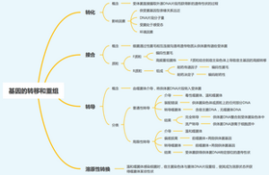 基因的转移和重组