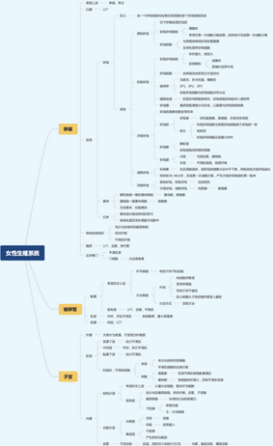 女性生殖系统