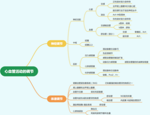 心血管活动的调节