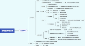 医学微生物学-呼吸道病毒分类