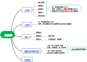 解剖——下肢浅层