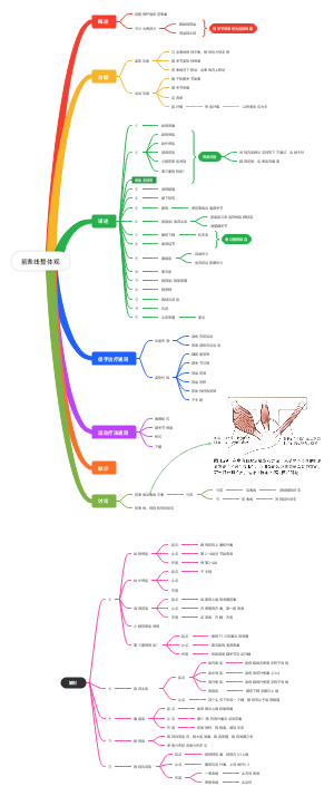 医学解剖-前表线