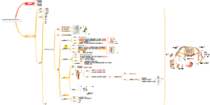 局部解剖学——脊神经的纤维成分和典型分支（复习）