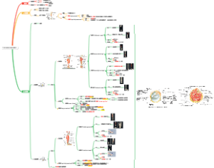 局部解剖学——下肢 小腿部 踝部和足部