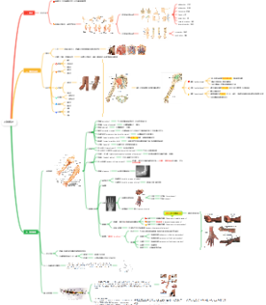 局部解剖学——上肢 概述