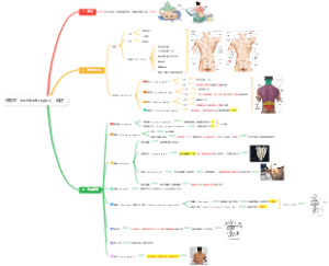 局部解剖学——脊柱区（vertebral region）