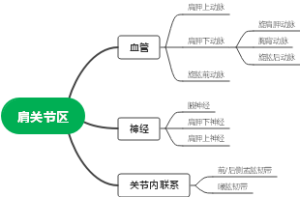 系统解剖学腕关节区思维导图