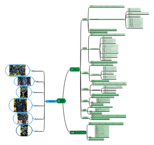 波尔多——梅多克