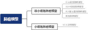 小鼠肺癌模型