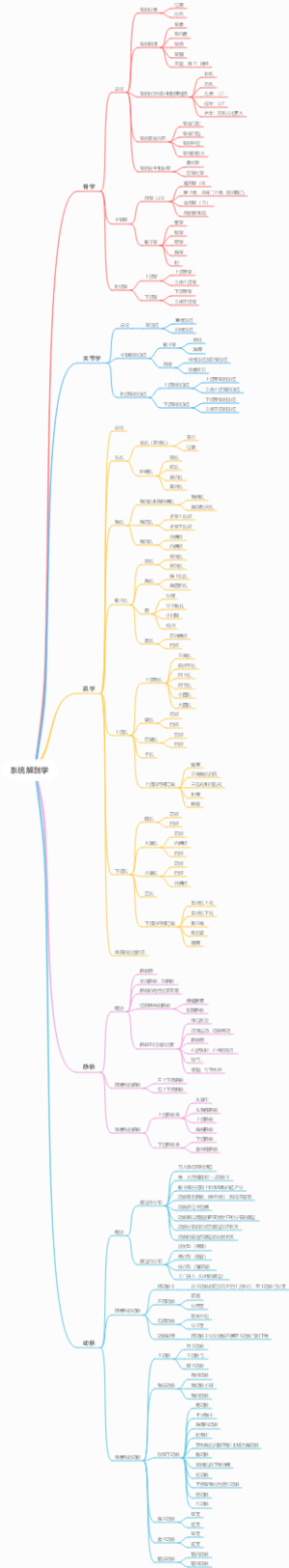 系统解剖学