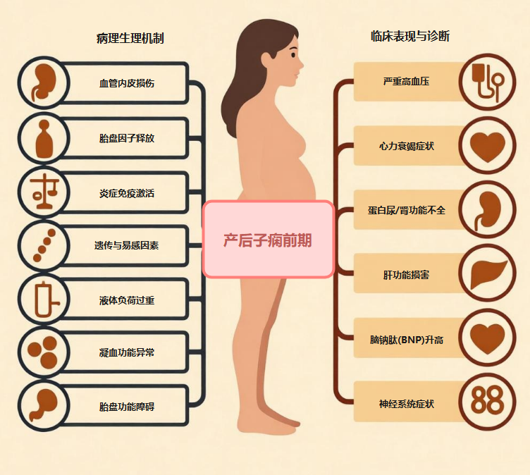 产后子痫前期病理与诊断图