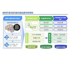 冷色科技渐变风研究框架神经科学科研PPT