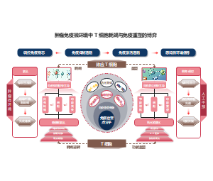 分列式机制对比肿瘤免疫T细胞耗竭机制生物科研PPT