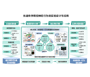 技术路线图结构光遗传学神经调控路径生物PPT
