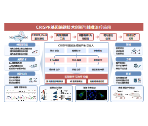 技术路线应用框架基因编辑精准治疗应用医学PPT
