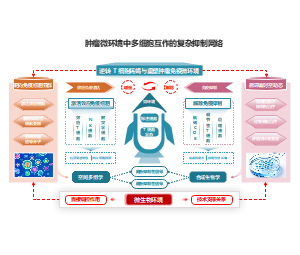 网络关系结构肿瘤免疫细胞交互分析医学PPT