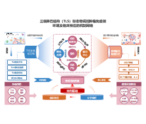 中心环形研究架构TLS肿瘤免疫机制医学PPT