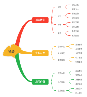银杏思维导图