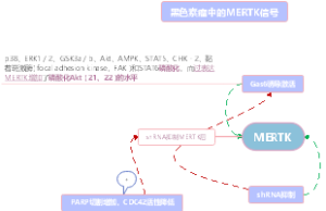 黑色素瘤中的MERTK信号