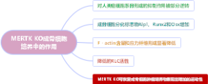 MERTK KO成骨细胞培养中的作用
