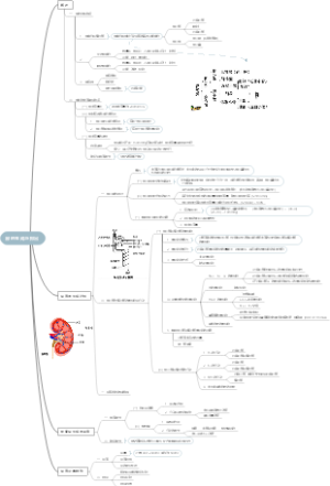 尿的生成与排出