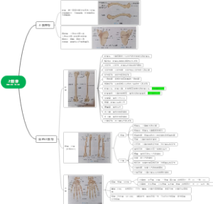上肢骨