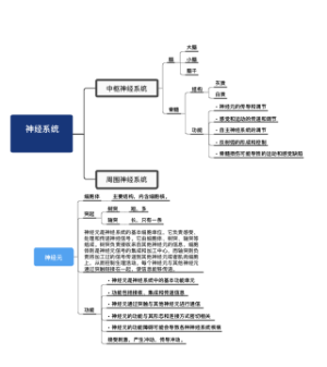 神经系统_