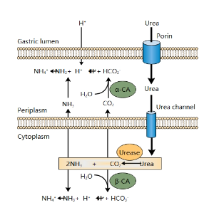 尿酶和碳酸杆酶的协同作用