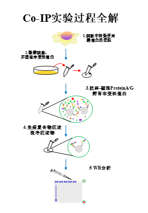 Co-IP实验过程全解