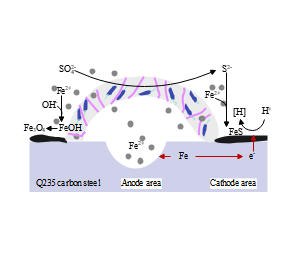 Q235碳钢的阳极阴极铁离子化学反应过程示意图