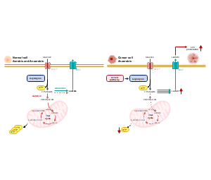 正常细胞的有氧无氧呼吸和癌细胞的厌氧呼吸时线粒体机理结构示意图