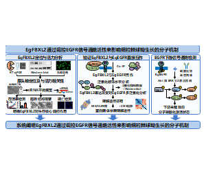 基金本子技术路线图-EgFBXL2通过调控EGFR信号通路活性来影响细粒棘球蚴生长的分子机制