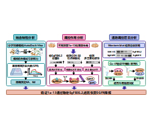 1a-13稳定EgFBXL2,进而恢复EGFR降解-自然基金本子申请用图