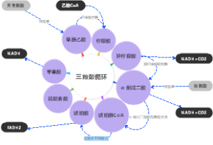 三羧酸循环