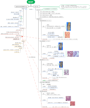 肾癌病理分型