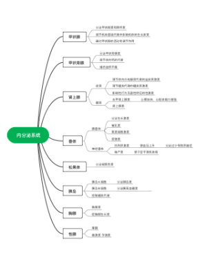 医学-内分泌系统