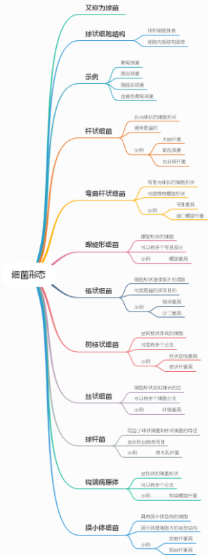 细菌形态